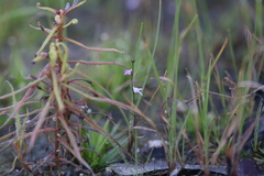 Utricularia minutissima