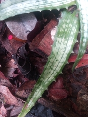 Aloe ankaranensis image