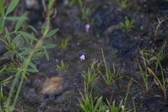 Utricularia minutissima