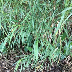Arundo donax