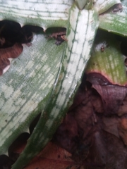 Aloe ankaranensis image