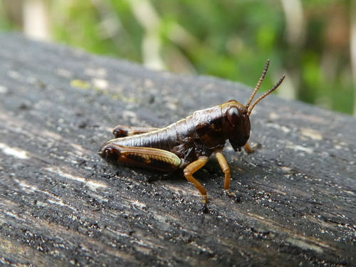 Green Mountain Grasshopper, Lilienfeld District, Austria, photo 5 of 10