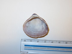 Bivalvia