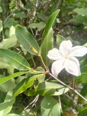 Mascarenhasia