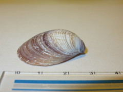 Bivalvia