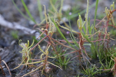 Drosera serpens