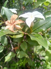 Mascarenhasia