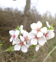 Prunus amygdalus