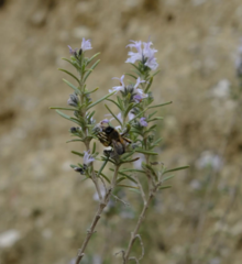 Salvia rosmarinus