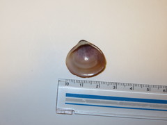 Bivalvia