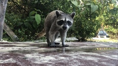 Procyon pygmaeus