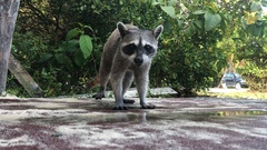 Procyon pygmaeus