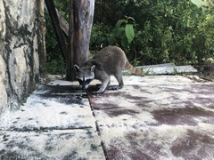Procyon pygmaeus