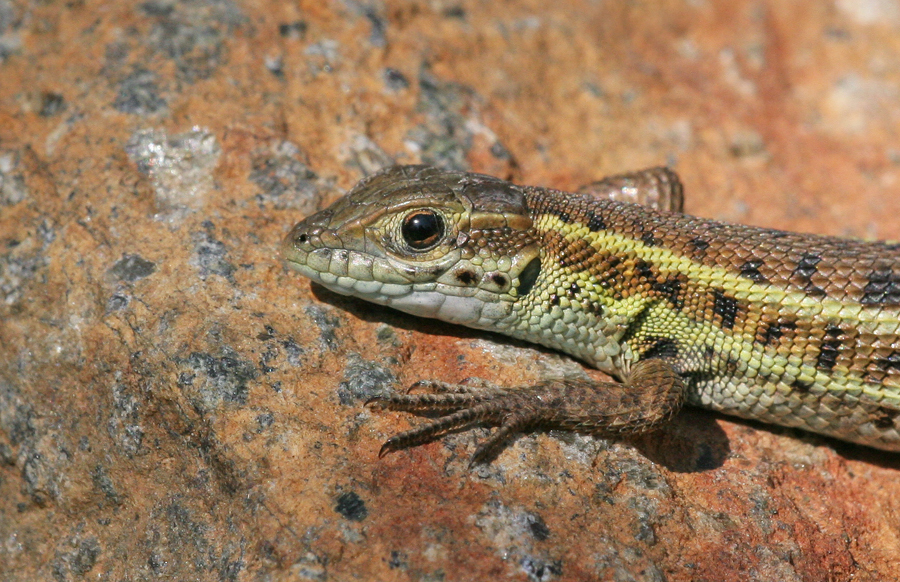 Snake-Eyed Lizard