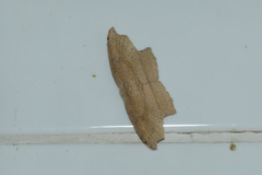 Phalacra