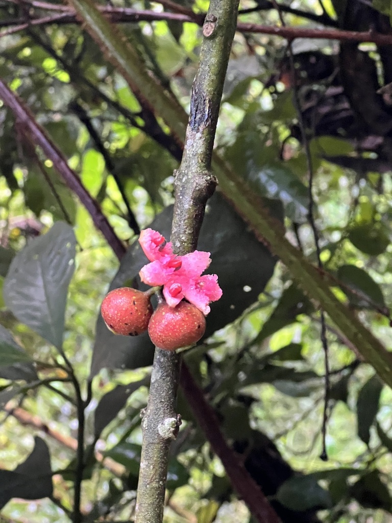 Siparuna lepidota