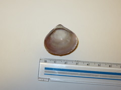 Bivalvia