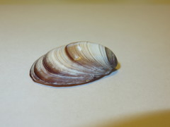 Bivalvia