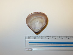Bivalvia