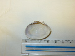 Ruditapes philippinarum