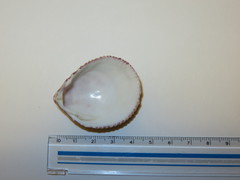 Acrosterigma maculosum