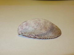 Acrosterigma maculosum