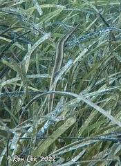 Siphonognathus argyrophanes