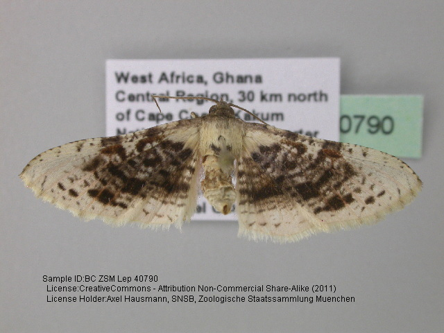 Rhodoneura sordidula