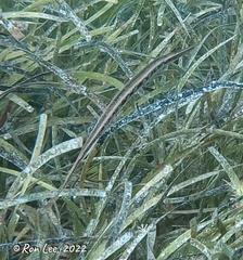 Siphonognathus argyrophanes