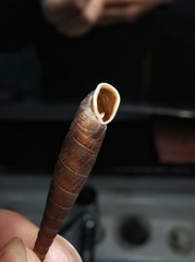 Serriphaedusa poppei