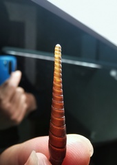 Serriphaedusa poppei