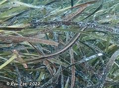 Siphonognathus argyrophanes