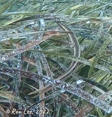 Siphonognathus argyrophanes