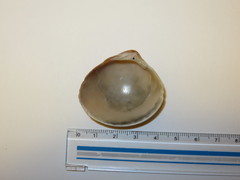 Meretrix