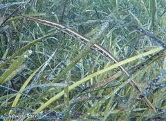 Siphonognathus argyrophanes