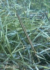 Siphonognathus argyrophanes