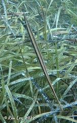 Siphonognathus argyrophanes