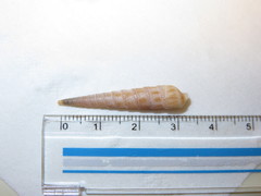 Terebrinae