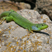 Carian Green Lizard - Photo (c) Paul Cools, some rights reserved (CC BY-NC), uploaded by Paul Cools