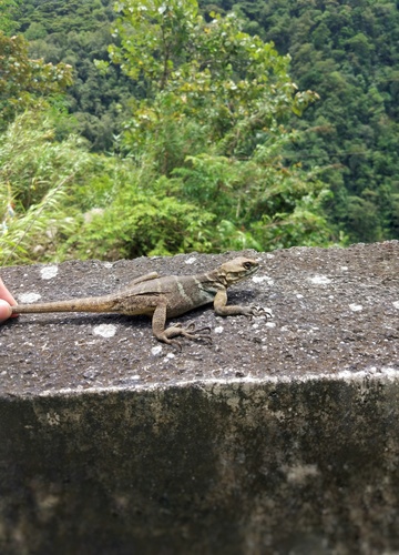 Wui’s Rock Agama (Laudakia wui) · iNaturalist