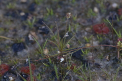 Byblis liniflora