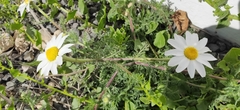 Anacyclus radiatus subsp. coronatus image