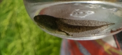 Lithobates sylvaticus