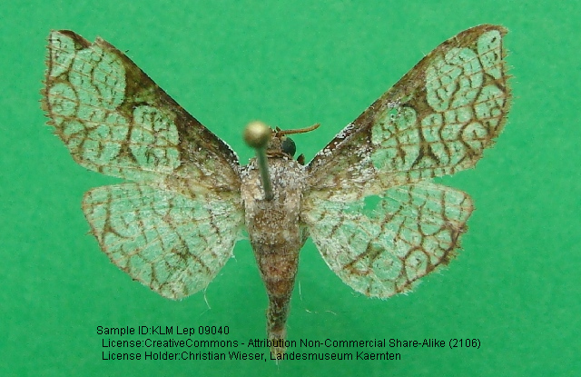 Rhodoneura zophocrana