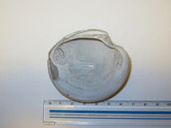 Dosinia japonica