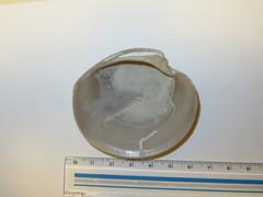Dosinia japonica