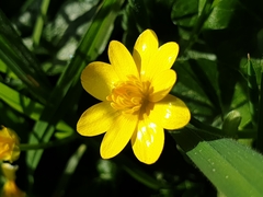Ficaria verna
