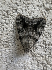 Catocala lineella