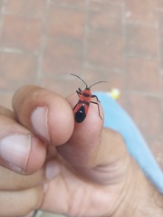 Oncopeltus nigriceps