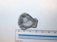 Decatopecten plica